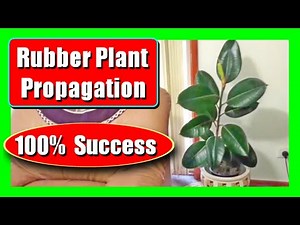 |How To Air Layer a Rubber Plant | Easy Rubber Plant Air Layering Propagation Guide