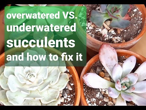 #34 WHEN TO WATER SUCCULENTS overwatered VS. underwatered and how to fix it