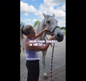 Equine Bodywork: Hyoid Release and Temperature Check