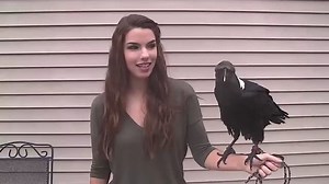 Ravens can talk. The common raven, like other corvids, can mimic sounds from their environment, including human speech