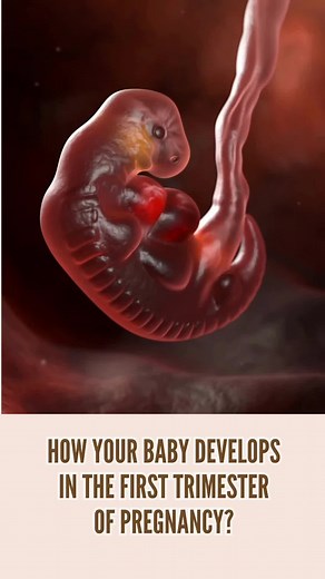 See how your baby grows in first trimester! 😍🤰🏻❤️ #pregnancytok #pregnancytiktok #fyppregnancy #pregnancyfyp #pregnant🤰 #pregnancyweekbyweek #pregnancyweeks #pregnancytalk #firsttrimester #firsttrimestrepregnancy #firsttrimesterpregnancy #1sttrimester #week1 #week2 #week3 #week4 #week5 #week6 #week7 #week8 #week9 #week10 #week11 #week12