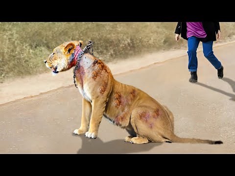 Animals That Asked People for Help & Kindness