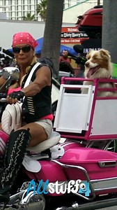 1.2M views · 8.3K reactions | Pink Motorcycle & Australian Shepherd Dog | Daytona Bike Week | Motorcycle World | Facebook