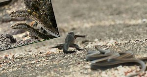 This is the best "action" movie from the animal world (Video)