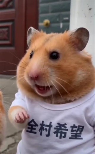 hamster dayli life day 36🐹