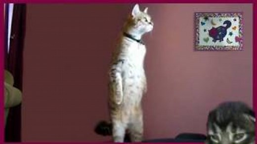 Funny Cat Video - Standing Cat - Awesome Standing Cat - Try Not To Laugh - Too Cute