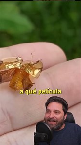 es una especie de escarabajo de la familia Chrysomelidae. Es originario de Norteamérica. Los adultos miden de 5 a 7 mm de longitud. Son de color variable, generalmente dorado naranja brillante con o sin manchas negras.? Los márgenes de los élitros y el pronoto son curvados y casi transparentes. El color cambia durante el desarrollo, durante el apareamiento o cuando se los molesta y se los toca. Los científicos han examinado el mecanismo de los cambios de color en una especie relacionada, Charido
