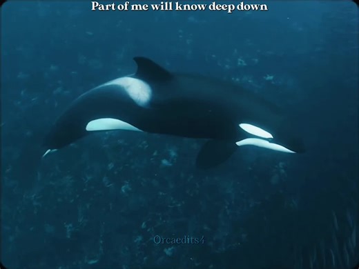Where to See Orcas in the Wild