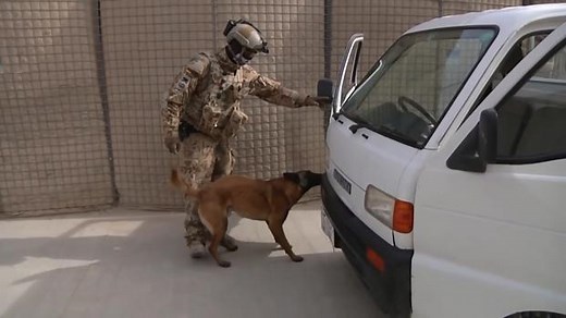 Explosive Detection Dogs in Action