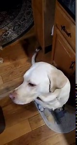 14K views · 1.8K reactions |  | Denver the Guilty Dog and Her Friends | Facebook