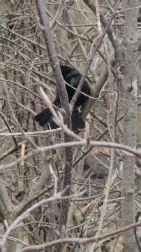 The Fearless Guardian of Ontario Wetlands #birds #canada #wildontario #nature #ontariowildlife #fyp