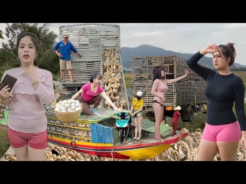 A close look at the fast-paced life of duck farmers using advanced farming models.