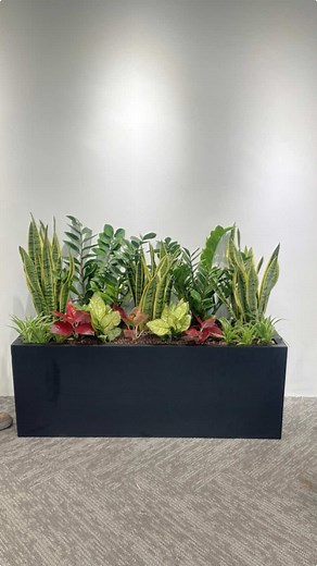 Low Light Plants in Fiber Glass Planter Box for Office