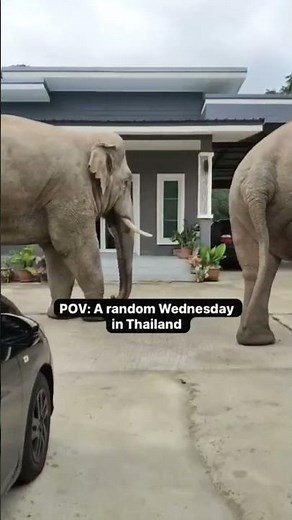 Khao Yai National Park, Thailand, Elefants