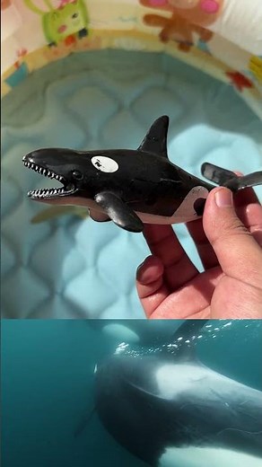 Ocean Animals for Preschoolers: Names, Facts & Educational Toy Ideas| Top Sea Animal Toys for