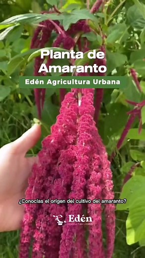 Planta de Amaranto: Cultivo, Cuidados y Beneficios en tu Edén
