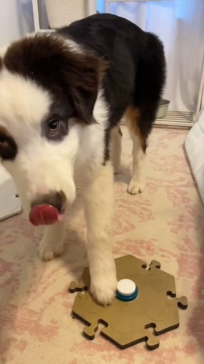 13 reactions · 3 comments | Note the massive amount of slobber. | Flambo the dog | Facebook