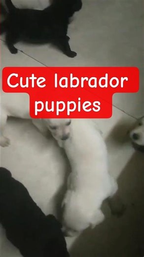 lab puppies being funny | puppy shorts #shorts#viral shorts