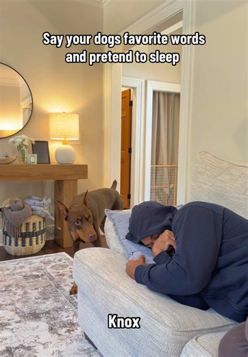 That escalated quickly 🤣 | Doberman