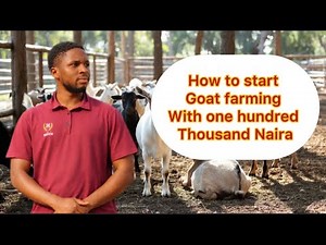 How to start a Goat farm with 0ne hundred thousand naira in Nigeria