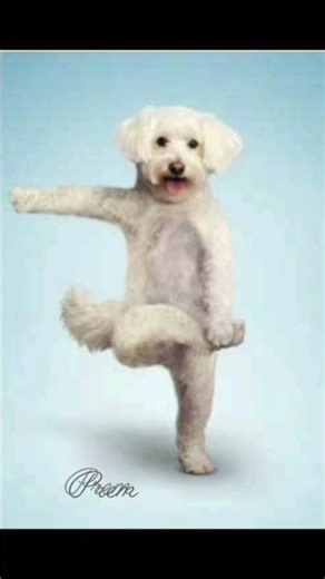 #doing yoga cute pets#