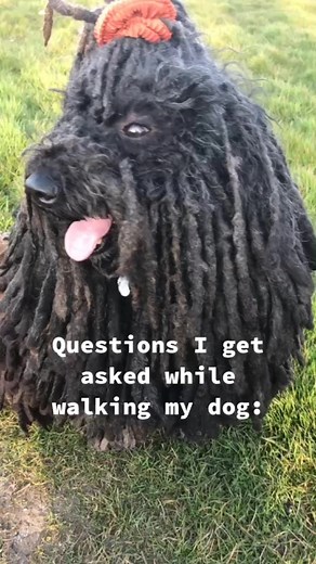 Puli Dogs Taking a Walk - Powers in the Teeth