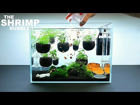 The Shrimp Bubbles: NEW Shrimp Setup for Neocaridina Aquascape Tutorial