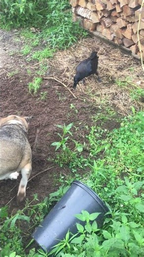 Dog and Raven are Friends