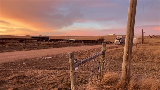 Custom Feeders for Optimal Livestock Nutrition
