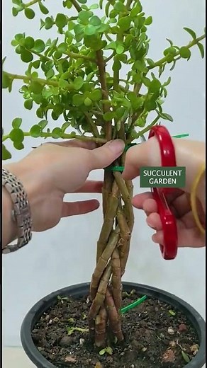 Pruning and Shaping Jade Plants | 다육이 | 多肉植物