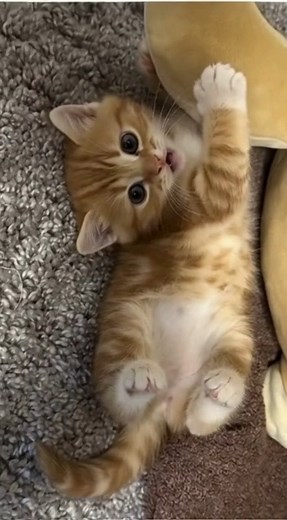 Kitten doing yoga: upside-down cat pose unlocked! 🐱🧘‍♀️ | When Cats Go Crazy
