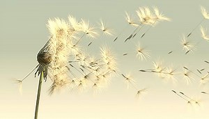 Maya | Create and Animate a Wind-Blown Dandelion