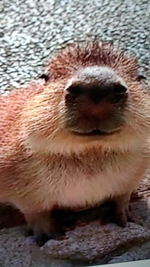 poggers20486 (@poggers20486)’s videos with som original - .