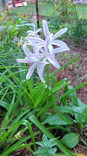 Live Crinum Americanum Bulb, White & Pink Swamp Lily, Crinum Lily, - Etsy