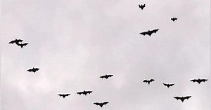 Thousands of bats take flight during earthquake in the Philippines