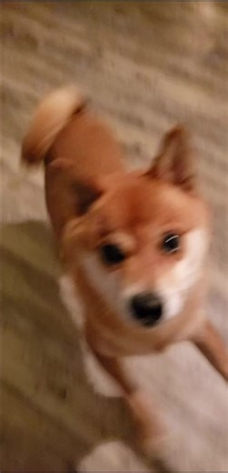 Dancing Doge on TikTok