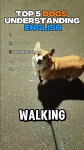 Top 5 Dogs That Actually Understand English 🐶😳