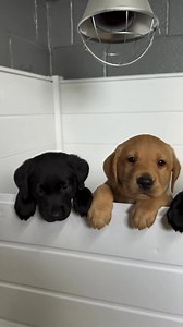 The best puppies 🥹❤️ #labrador #labradorretriever #labradorpuppy #labradorpuppies #labradorlover #labradorpuppy❤️ #labradorworld #labradorlife #labradorlife🐾 | The Labrador Club