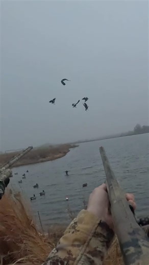 Canada Goose RAINOUT! 🪿 #hunting #hunt #birdhunting #goosehunting #retriever #lab #waterfowl #duck