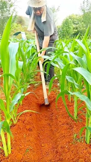 tilling soil in the corn field using a traditional hoe to remove any weeds #shorts