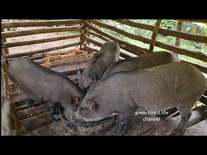 Wild boar, wild chicken, pigeon farm. A busy day at the farm. Survival Instinct, Wilderness Alone