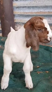 2.1K views · 109 reactions | Kambing boer Peternakan kambing boer luar negeri #boergoat #boer #goatmilk #boerboelmoments | S e n j a | Facebook