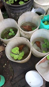 22K views · 511 reactions | Como se reproducen los peces guppy #guppy #crias #reproduccion | Platino Bettas | Facebook