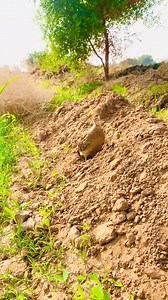 palto teetar ki awaz #bird #viral #trending | Teetar Francolin bird