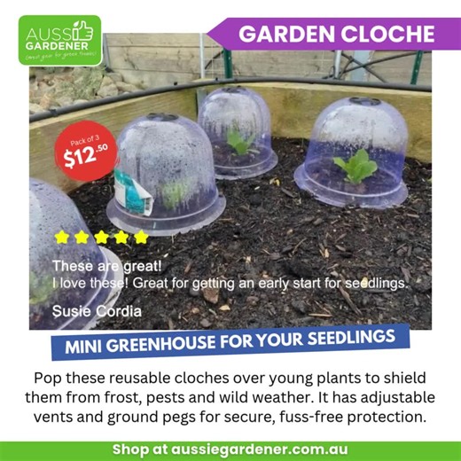 These cloches have got you covered keeping your seedlings safe from the unpredictable Aussie weather! Why You'll Love Them: Frost Protection: Keep your tender seedlings safe from those unexpected frosts that can ruin your hard work. Adjustable Ventilation: Each cloche features a handy adjustable vent at the top, allowing for perfect airflow. Reusable & Eco-Friendly: Made to last, these cloches can be used season after season, making them a sustainable choice for your garden. Easy to Secure: With