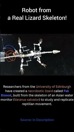 Scientists Build a Robot from a Real Lizard Skeleton! 🦎🤖 | Biohybrid Robotics Breakthrough