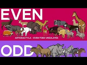 Artiodactyla and Perissodactyla: Mammals with Hooves