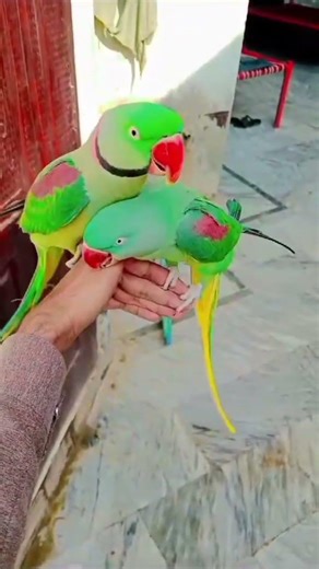 Alexandrine Parakeet's