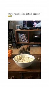 The crunch 😌🤌 (TT: wesley_bohemen) | Cats With Their Tongues Out