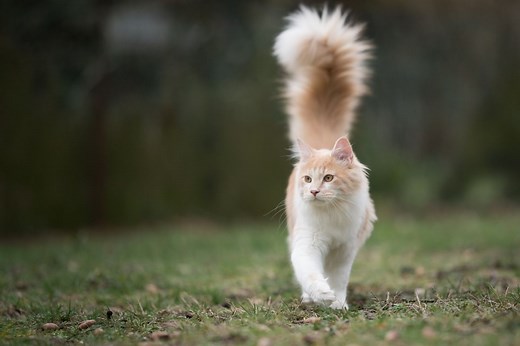 7 Cat Breeds With Fluffy Tails